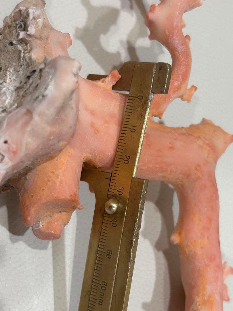 赤珊瑚桃珊瑚原木