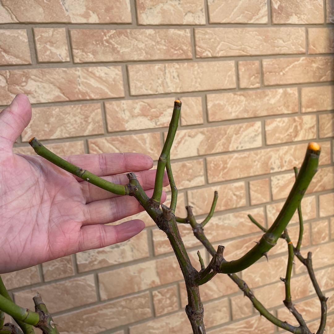 【ロアルドダール】　イングリッシュローズ　苗