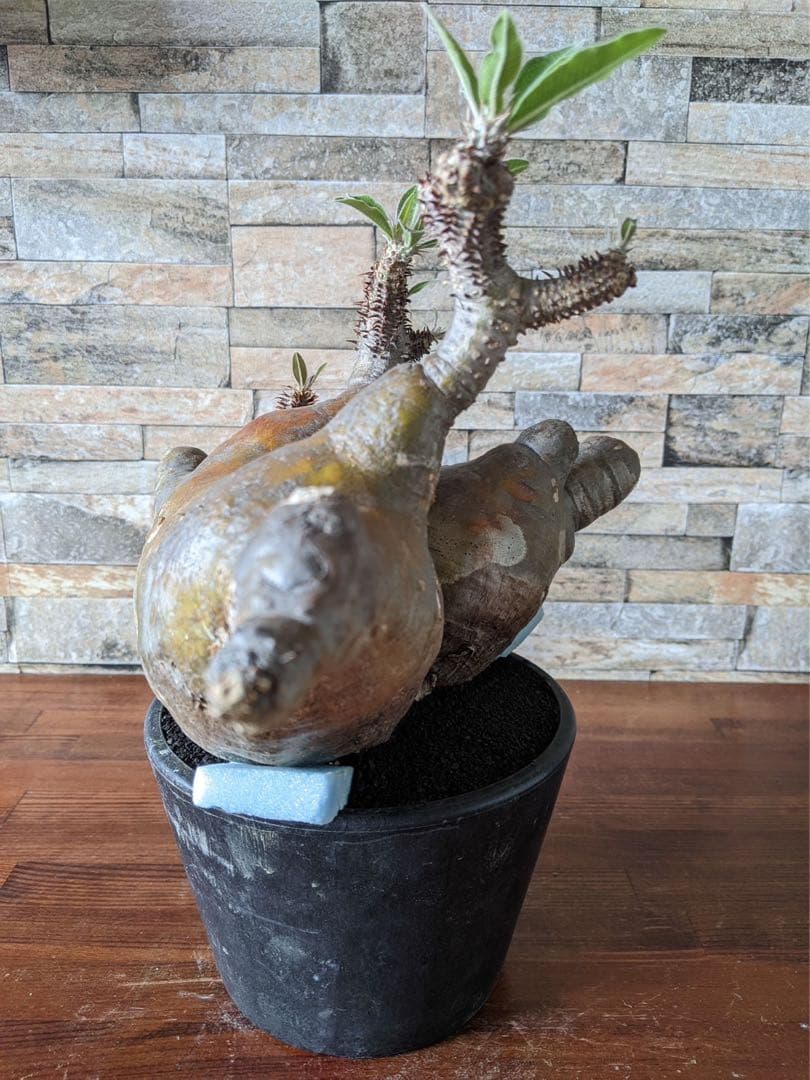 多頭　パキポディウム　マカイエンセ　塊根植物　コーデックス