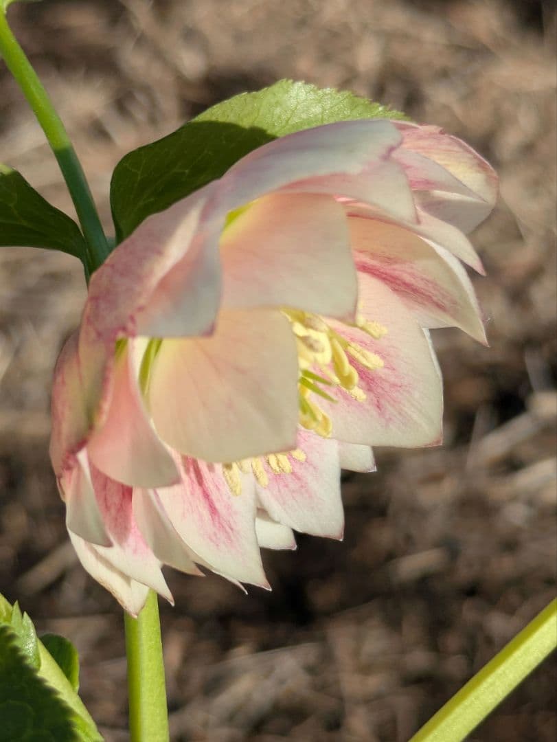 クリスマスローズ WS【オーレア系パステルピンクグラデーション】dd 堀切園