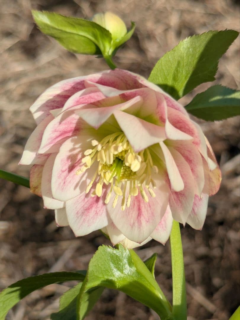 クリスマスローズ WS【オーレア系パステルピンクグラデーション】dd 堀切園