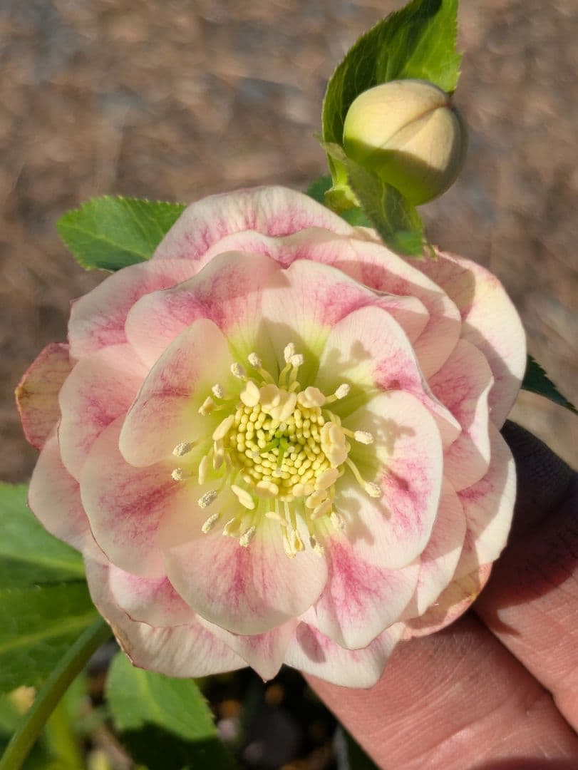 クリスマスローズ WS【オーレア系パステルピンクグラデーション】dd 堀切園