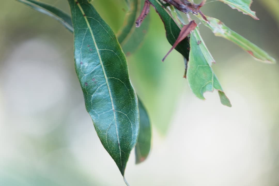 【運動会・スポーツに】SONY 望遠ズームレンズ SEL55210 585