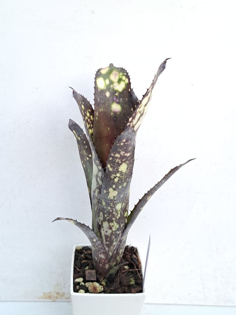 Billbergia ‘DM×Afterglow’×‘Purple Haze’