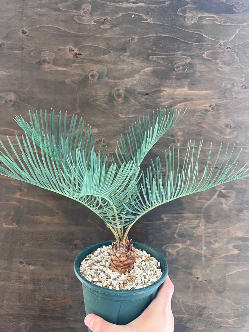 サイカスカイルンシアナ スーパーブルー短葉　M16