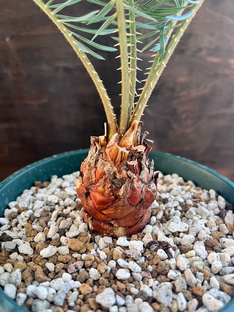 サイカスカイルンシアナ スーパーブルー短葉　M16