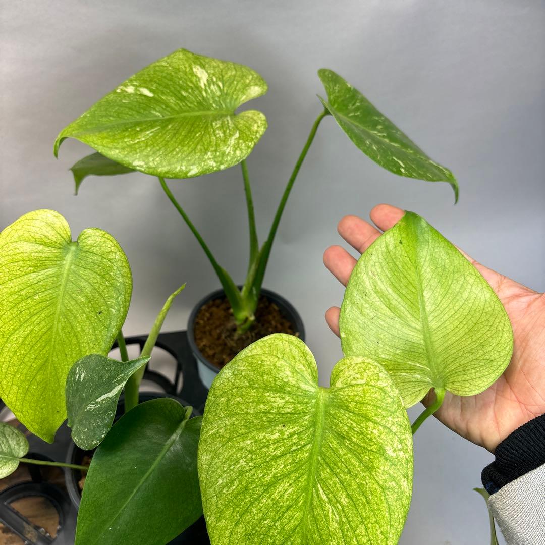 ぴ*く様 5株セットms116【特別選抜】ホワイトモンスター／天津蘭 モンステラ