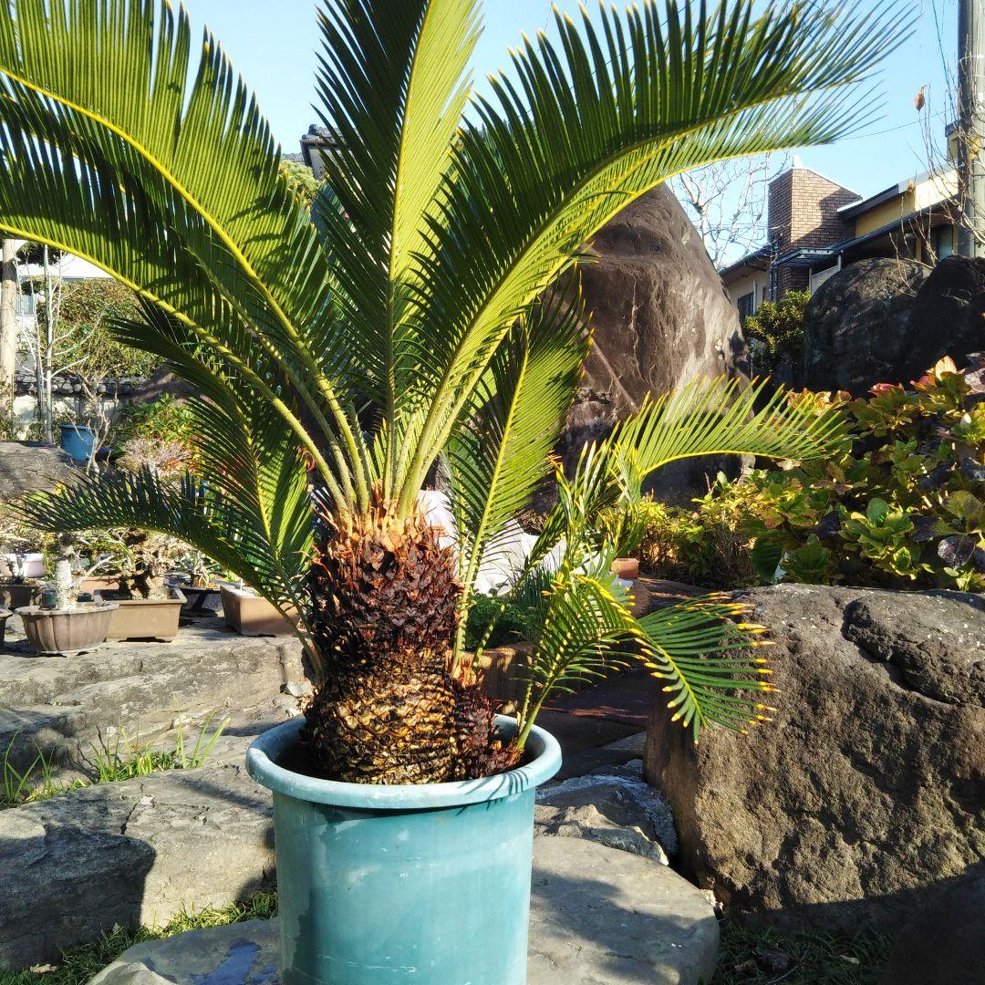 金環ソテツ （黄金ソテツ)