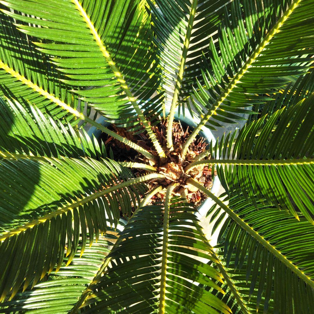 金環ソテツ （黄金ソテツ)