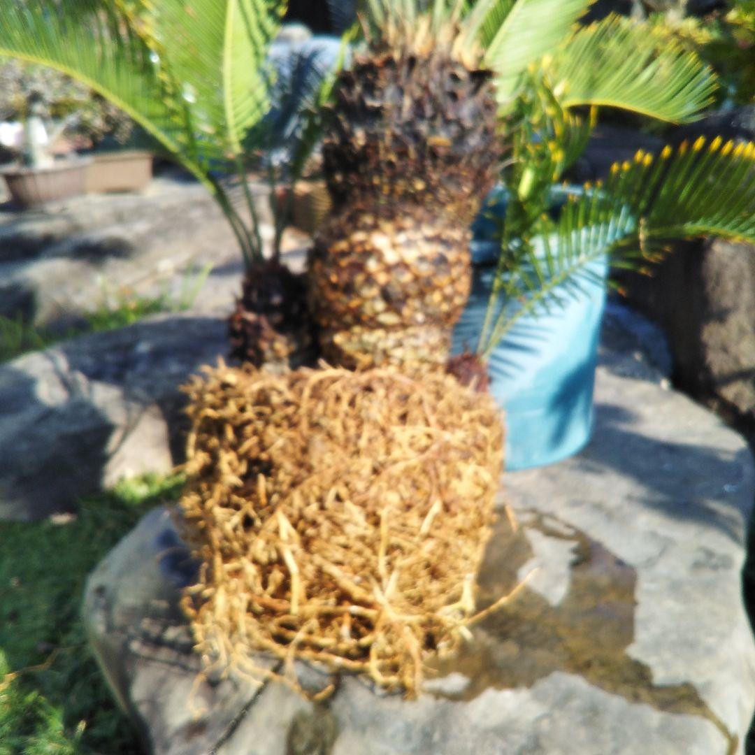 金環ソテツ （黄金ソテツ)