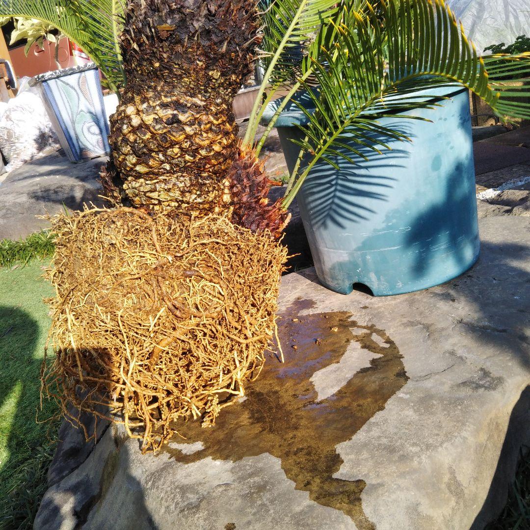 金環ソテツ （黄金ソテツ)