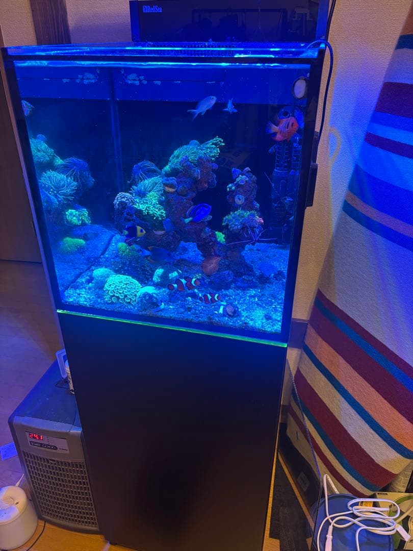 レッドシー　MAXシリーズ　ペニシュラン　大阪から