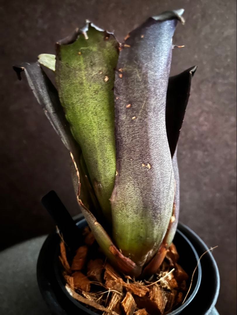 【特別選抜】Hohenbergia ホヘンベルギアレオポルドホルスティ No.8