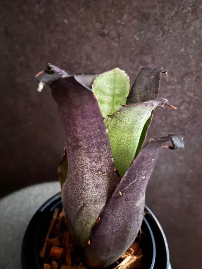 【特別選抜】Hohenbergia ホヘンベルギアレオポルドホルスティ No.8