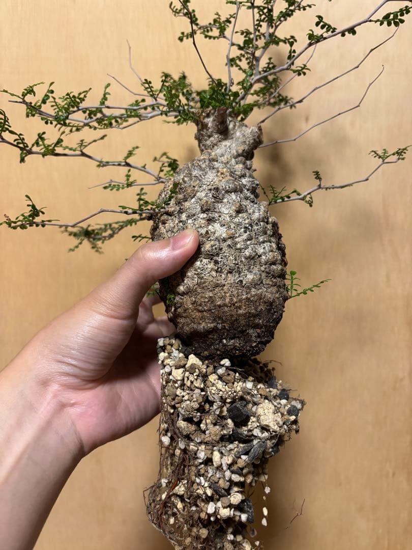 オペルクリカリアパキプス　現地　現地球　発根済み