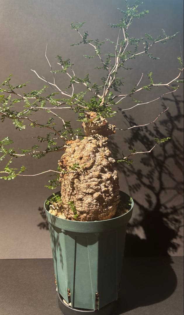 オペルクリカリアパキプス　現地　現地球　発根済み