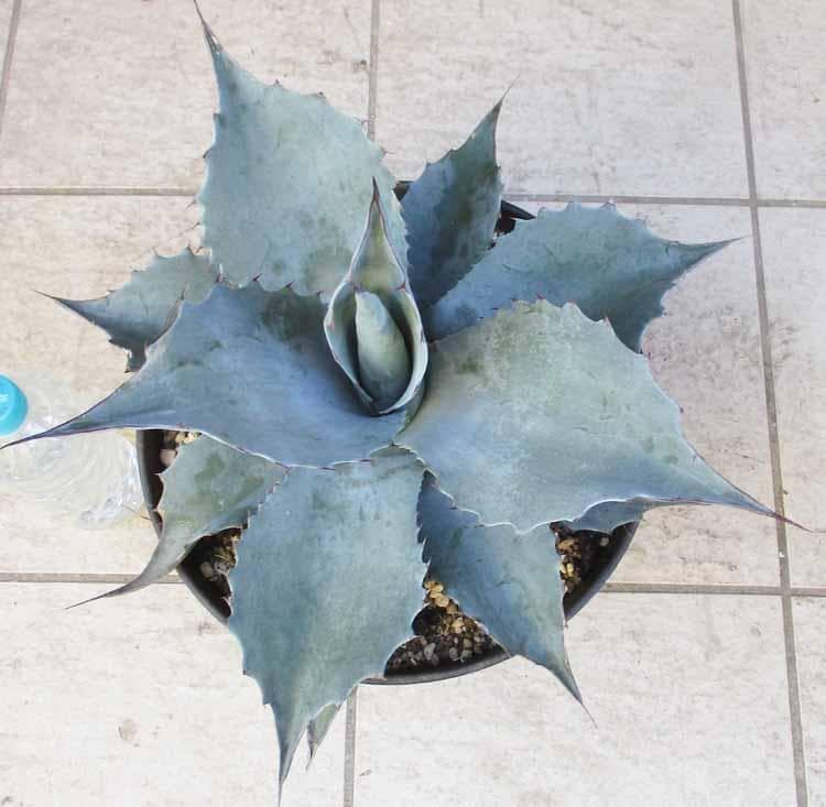 【現品】アガベ・オバティホリア（オバティフォリア）10号鉢　Ｒエ番