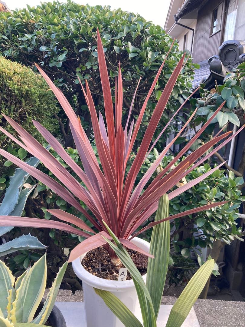 ドライガーデンＡセット鉢ごと配送致します。