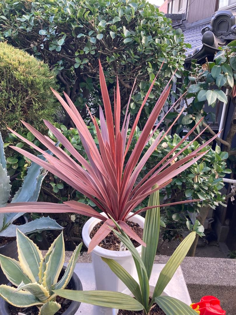 ドライガーデンＡセット鉢ごと配送致します。