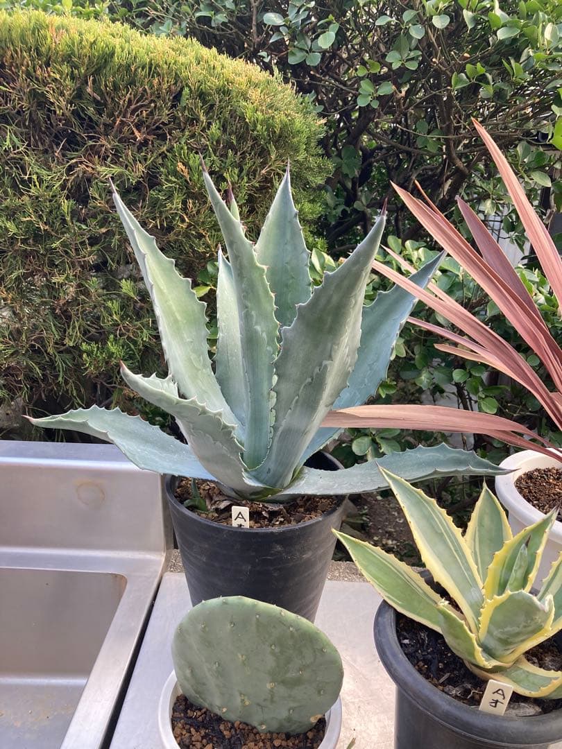 ドライガーデンＡセット鉢ごと配送致します。