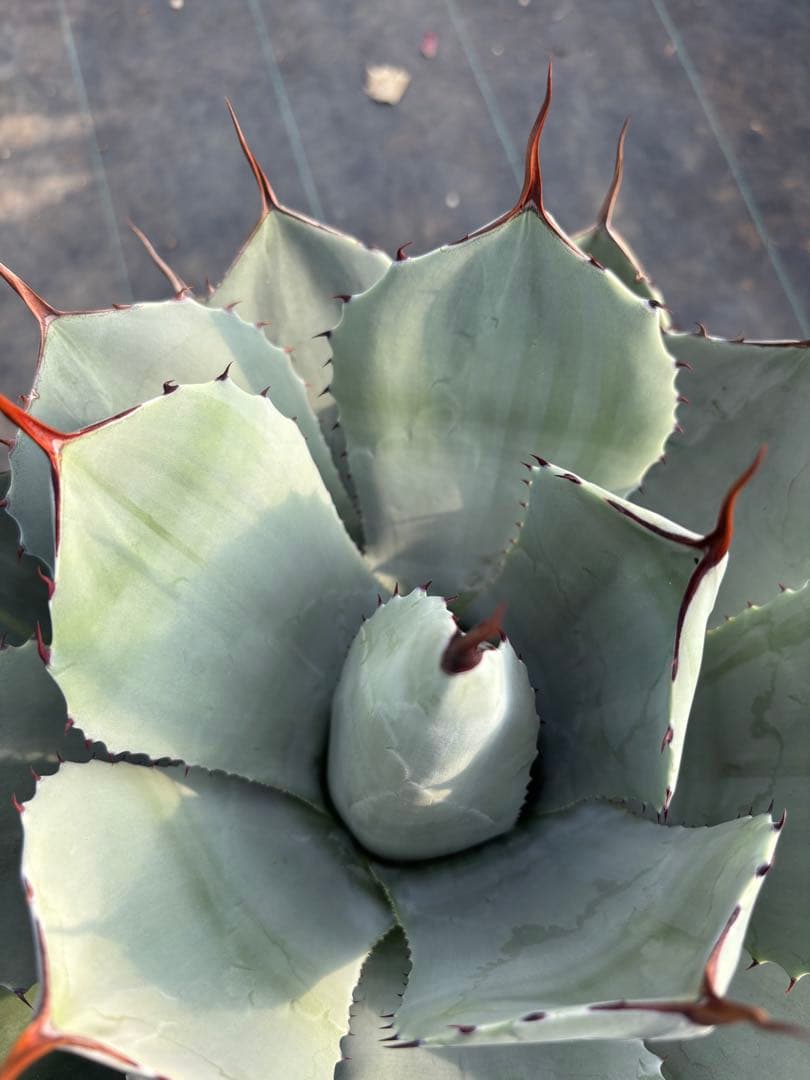 アガベ　パリー　トランカータ　大サイズ　鉢毎発送致します。検　リップルエフェクト