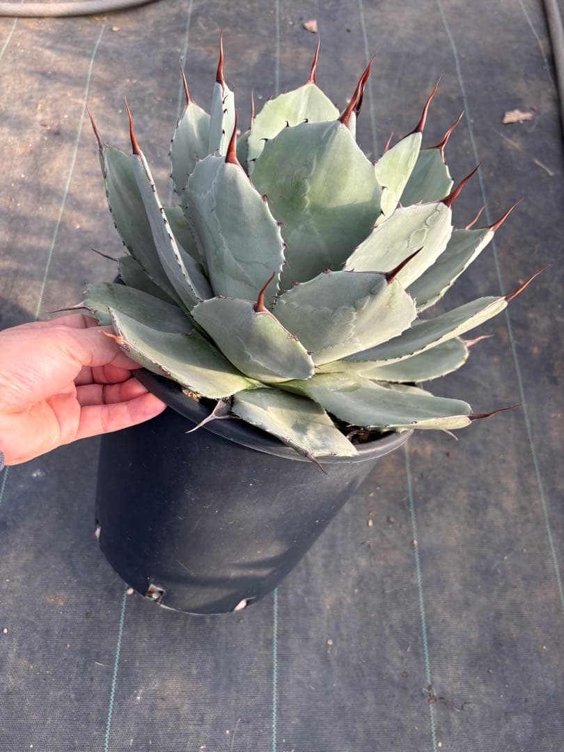 アガベ　パリー　トランカータ　大サイズ　鉢毎発送致します。検　リップルエフェクト