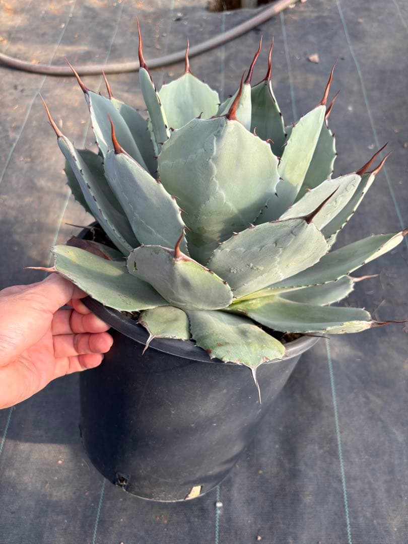 アガベ　パリー　トランカータ　大サイズ　鉢毎発送致します。検　リップルエフェクト