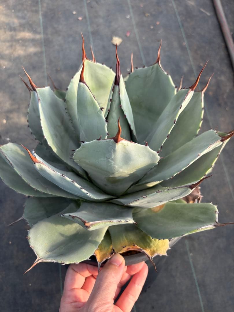アガベ　パリー　トランカータ　大サイズ　鉢毎発送致します。検　リップルエフェクト