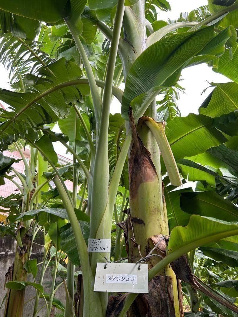 極太◆200cm巨大苗◆TVで話題の絶対糖度◆ドワーフ・ヌアンジュンバナナ◆低木