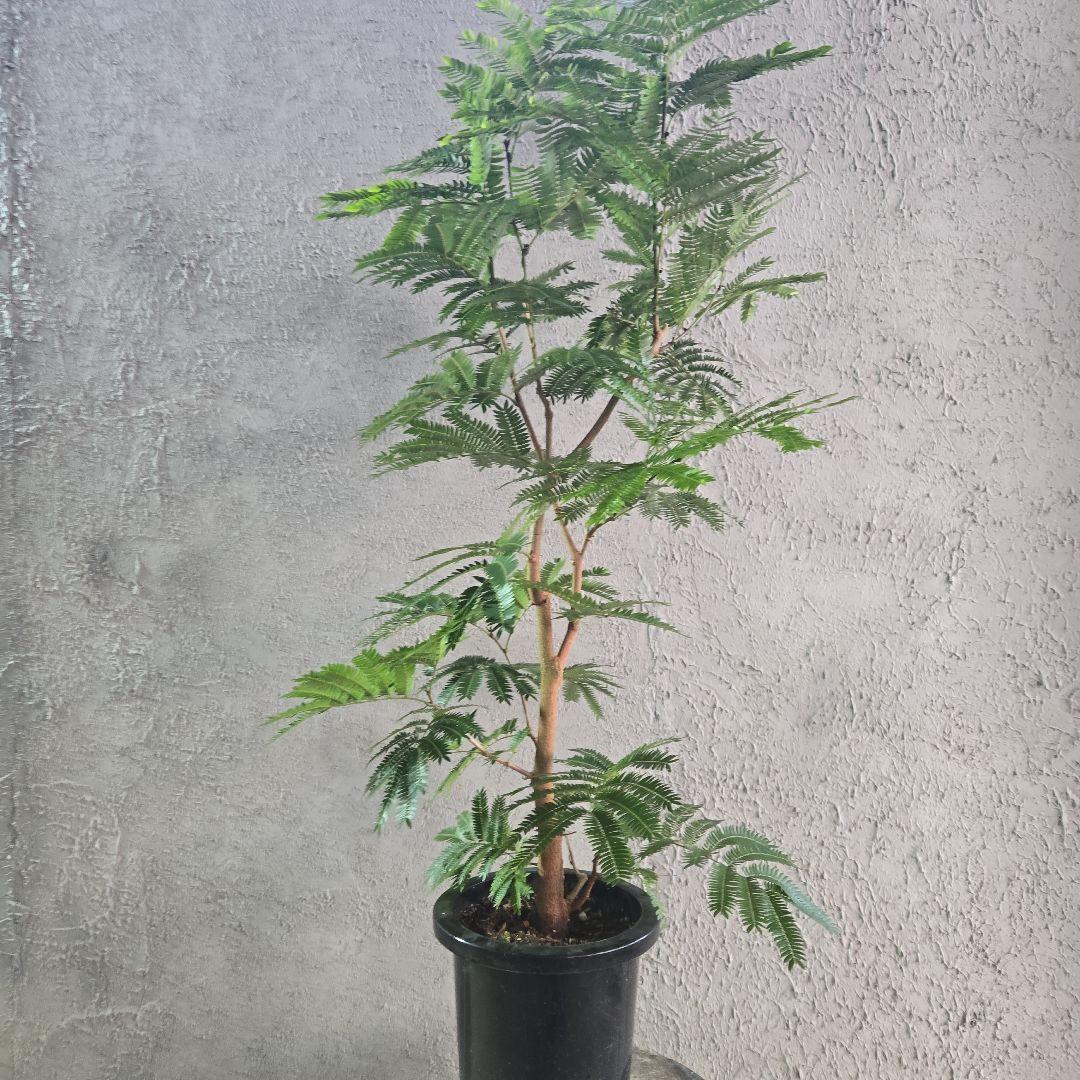 ⑦　エバーフレッシュ　8号特大苗木最高等級極太‼️