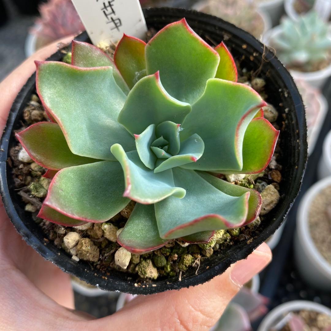 多肉植物　エケベリア　青典牡丹　オーズさん苗　札付き