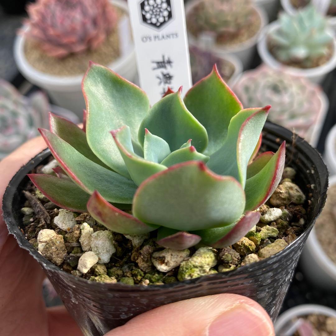多肉植物　エケベリア　青典牡丹　オーズさん苗　札付き