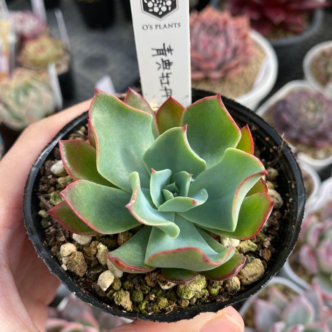 多肉植物　エケベリア　青典牡丹　オーズさん苗　札付き