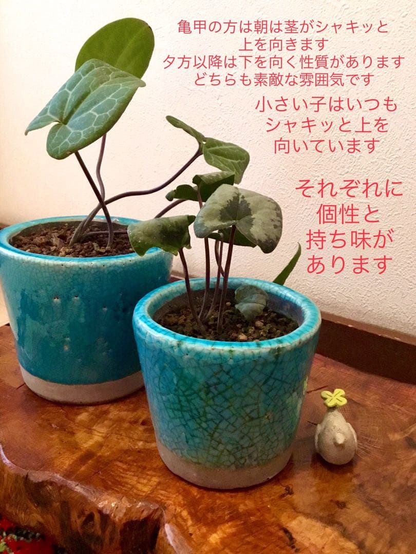 【希少植物＊天然＊野生の美しいカンアオイ＊寒葵＊模様は2種類】亀甲斑入り