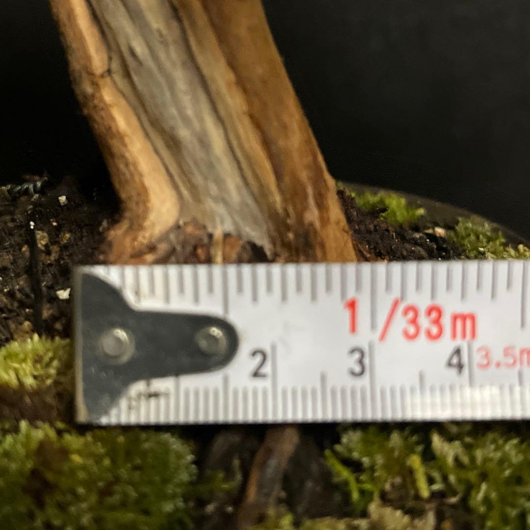 真柏盆栽　糸魚川真柏　古木　太幹　捻転シャリ幹　小品盆栽　樹高17cm