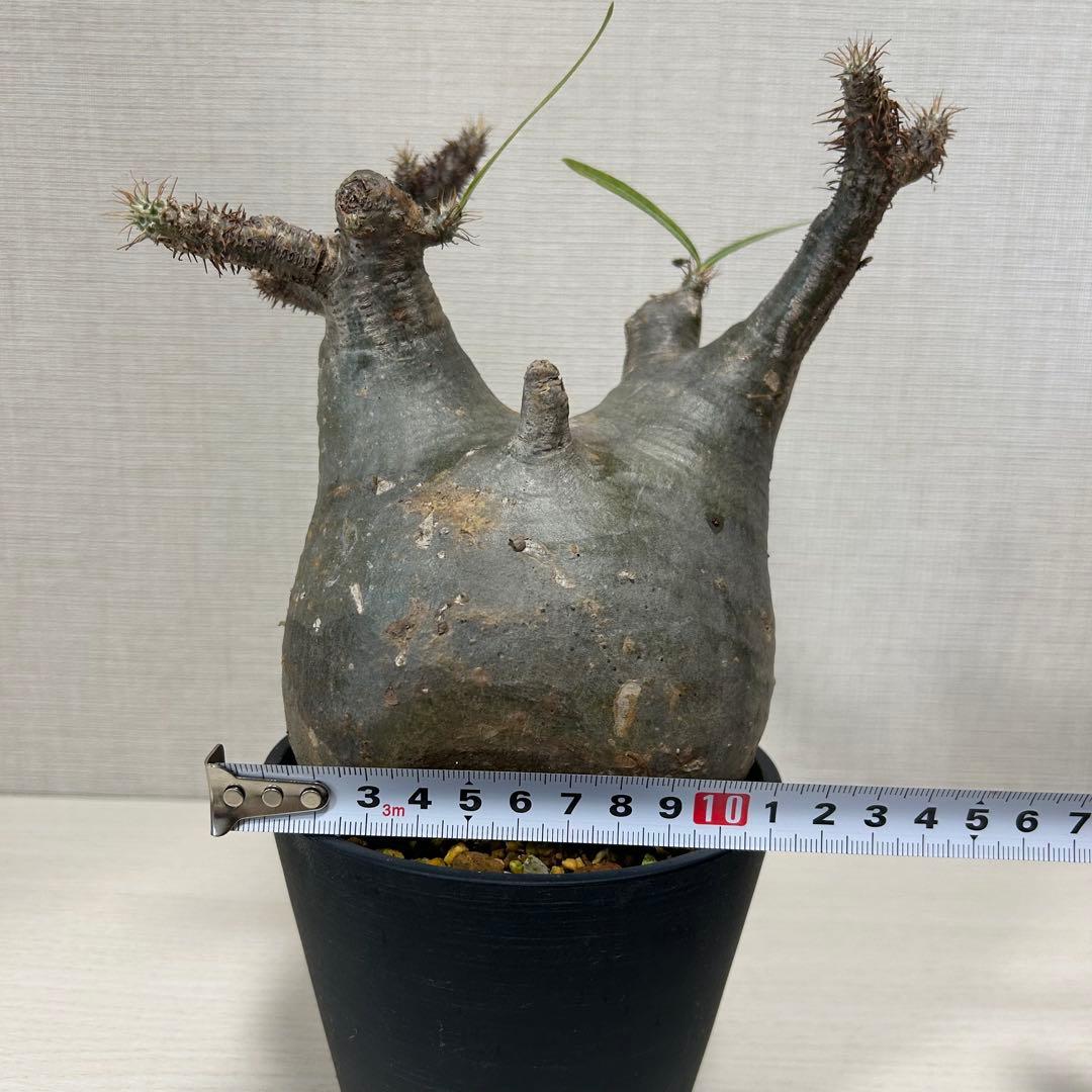 パキポディウム・グラキリス④　発根済み　現地球