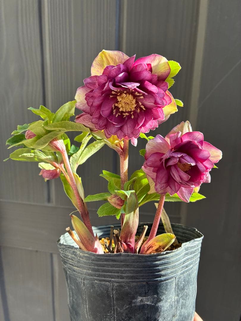 ♡加藤農園♡豪華ボリュームDDピンクゴールド白抜け横向き