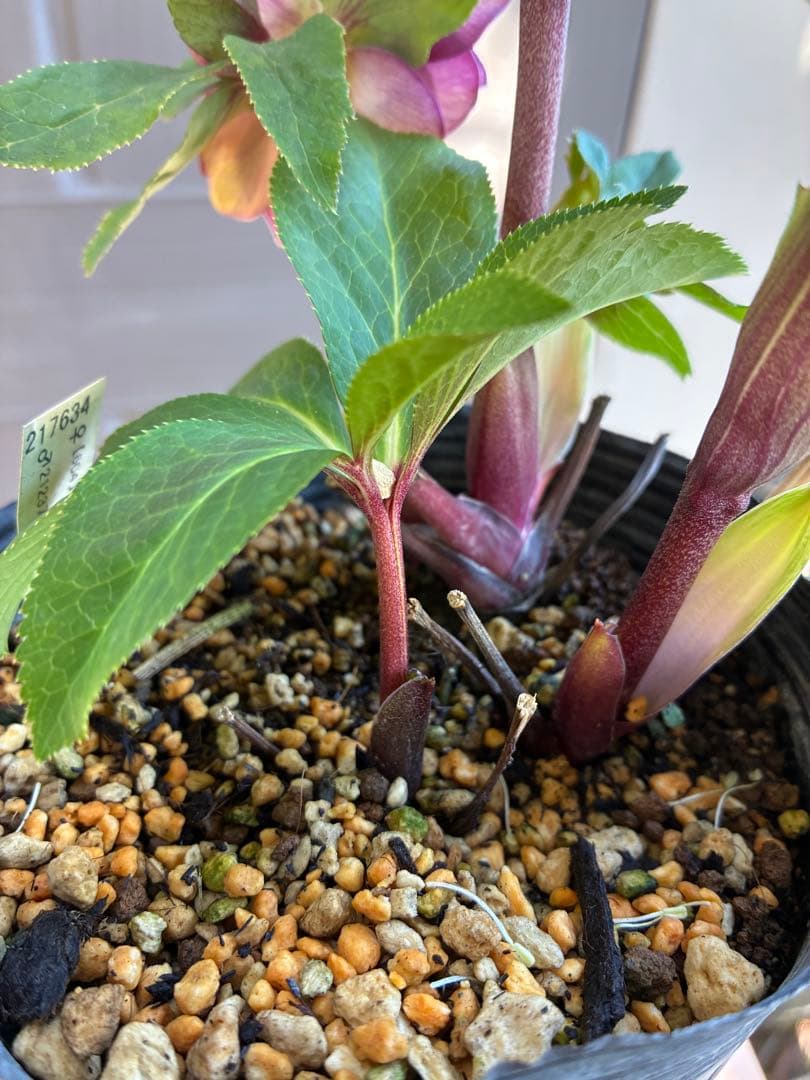 ♡加藤農園♡豪華ボリュームDDピンクゴールド白抜け横向き