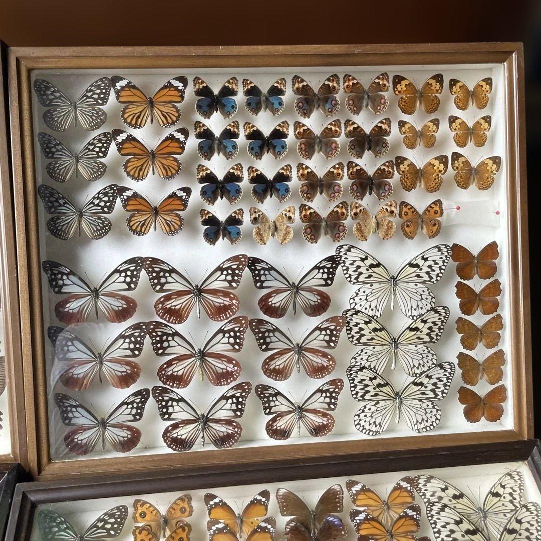 蝶の標本セット 多数4ケース