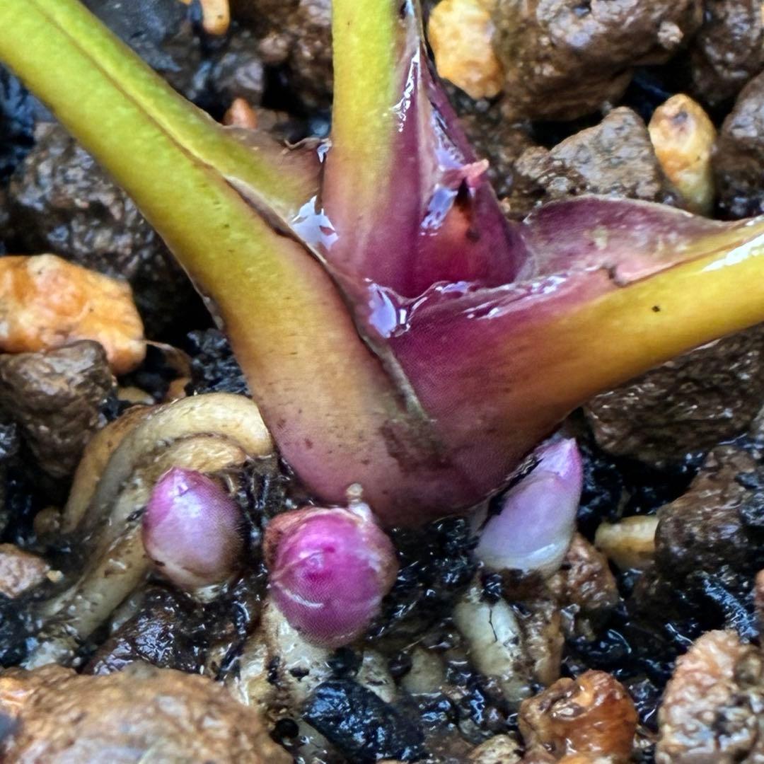 ˙*⋆様 3314⭐️超小輪⭐️フジタ⭐️オーレア⭐️ピコティーフラッシュ⭐️多