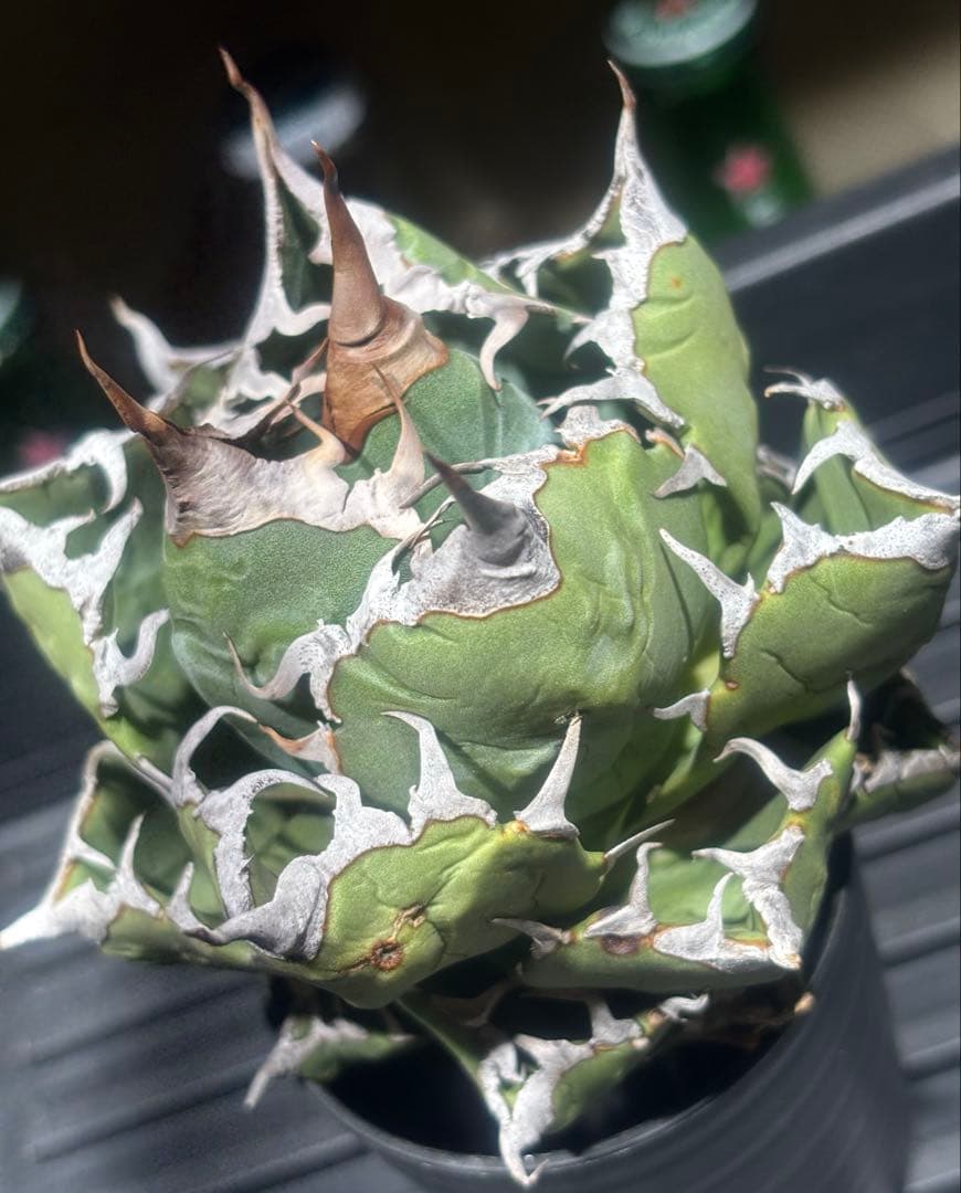 怪物級！アガベスーパーチタノタ（極上株）超S級悪魔くんBAKEMONO高級品種！