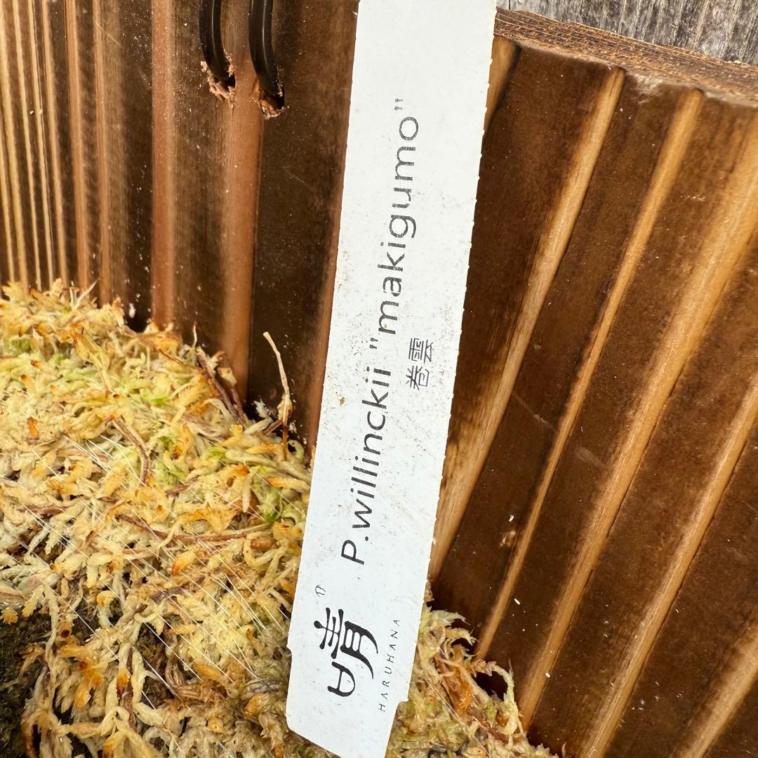 P.willinckii makigumo （巻雲）ビカクシダ