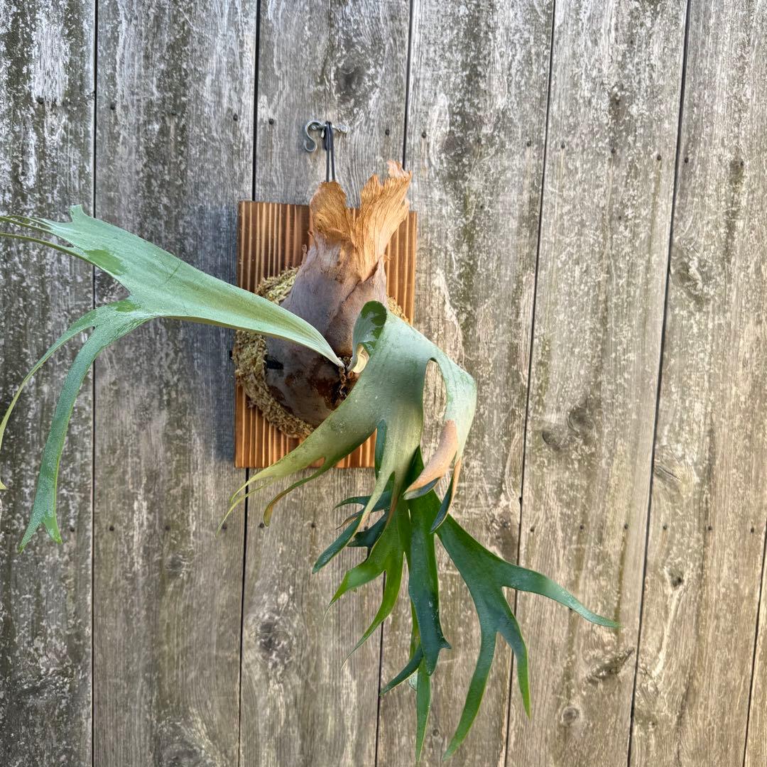 P.willinckii makigumo （巻雲）ビカクシダ