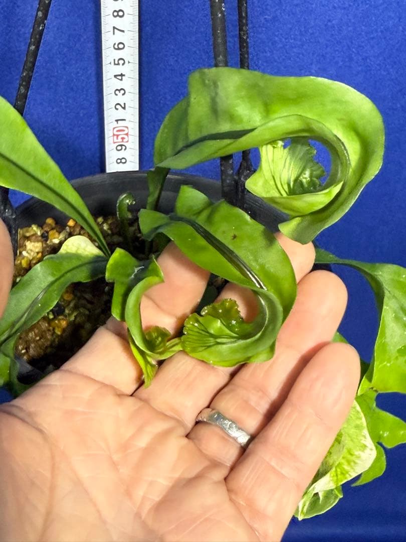 17 Microsorum sp.variegated 斑入りミクロソリュウム