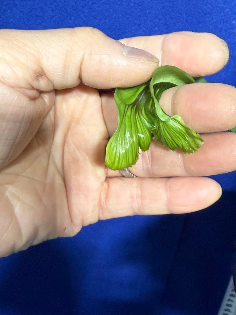 17 Microsorum sp.variegated 斑入りミクロソリュウム