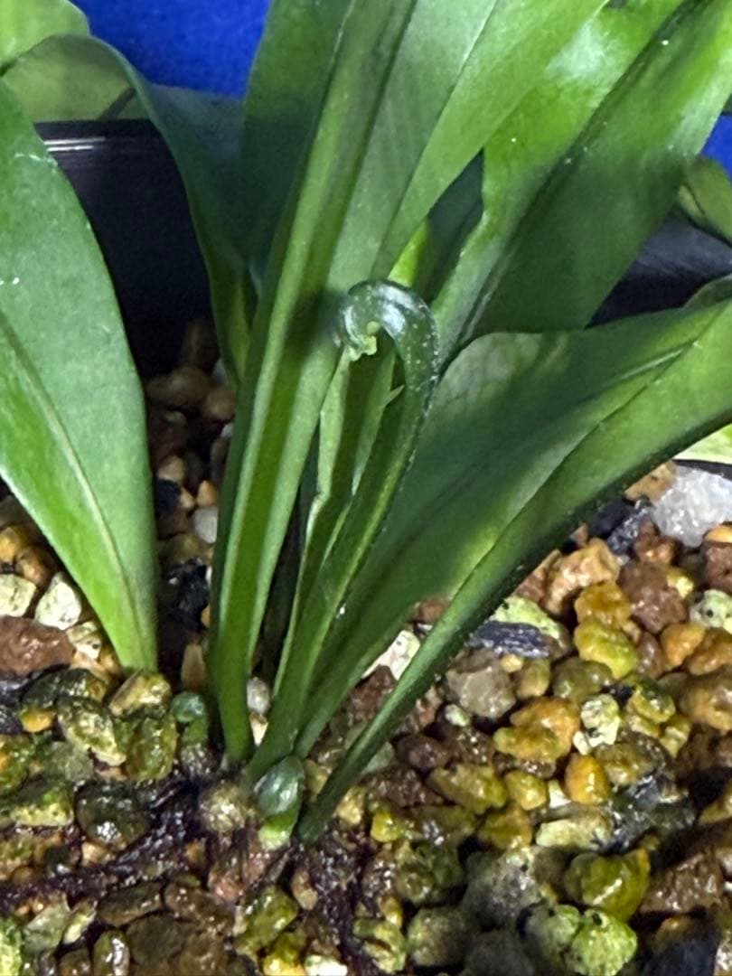 17 Microsorum sp.variegated 斑入りミクロソリュウム