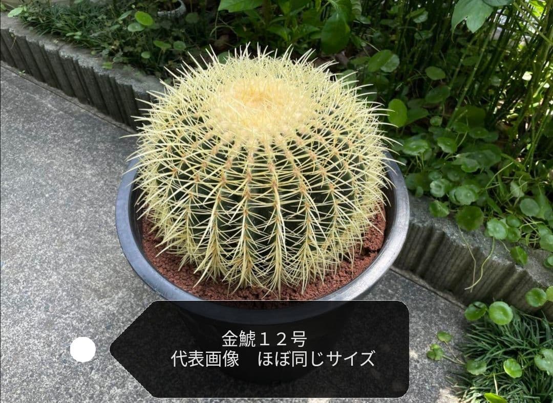 金鯱 サボテン キンシャチ エキノカクタス 12号 ロックガーデン 超特大厳選品