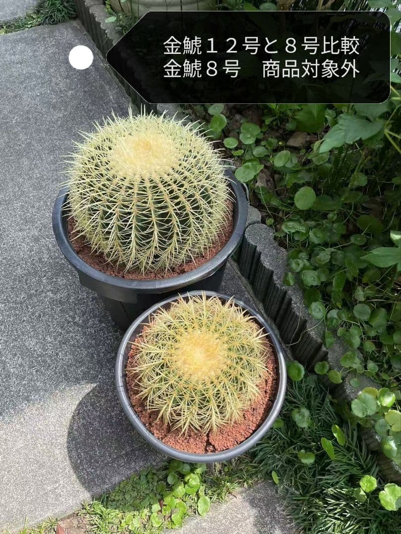 金鯱 サボテン キンシャチ エキノカクタス 12号 ロックガーデン 超特大厳選品
