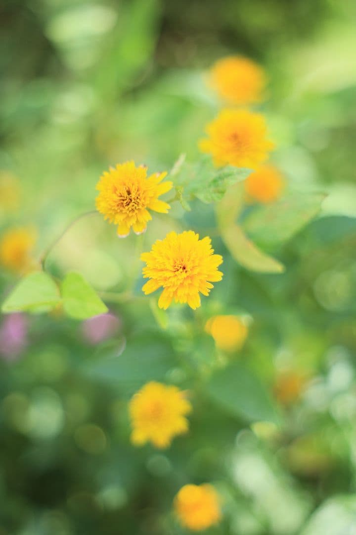 Super-Takumar 55mm F1.8 後期型 光学美品 【黄変除去済】