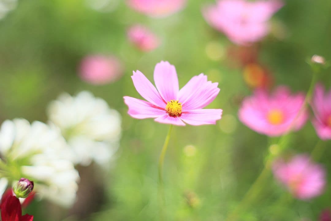 Super-Takumar 55mm F1.8 後期型 光学美品 【黄変除去済】